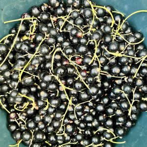 bessen mooie oogst volkstuinvereniging otg leerdam