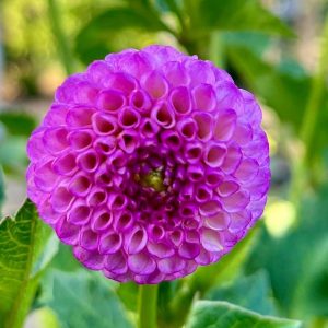 bloemen in volkstuin bij otg leerdam