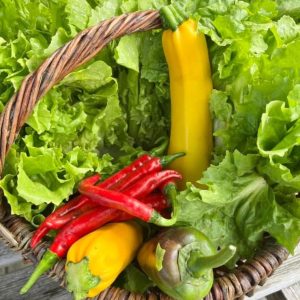 egen groententuin oogst otg leerdam