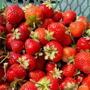 eigen aardbeien moestuin huren bij otg leerdam