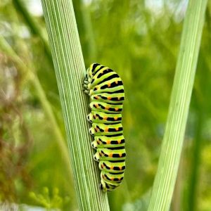 prachtige rups bij volktuinvereniging otg leerdam