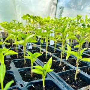 stekjes planten en ruilen otg leerdam