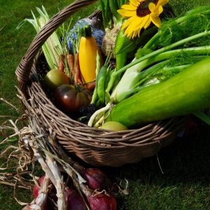 tomanten en paprika tuinieren in leerdam