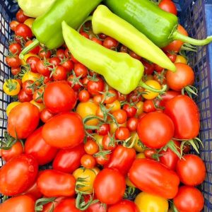 tomaten en paprika tuinieren in leerdam