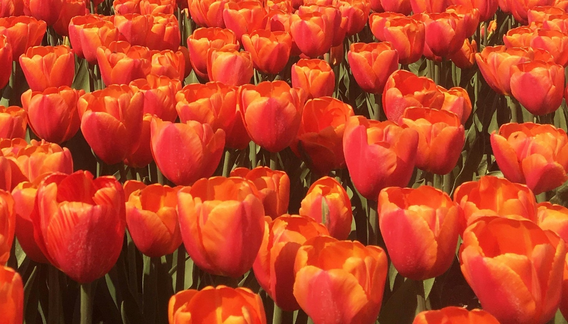 vier koningsdag gezellig bij volkstuinvereniging otg leerdam
