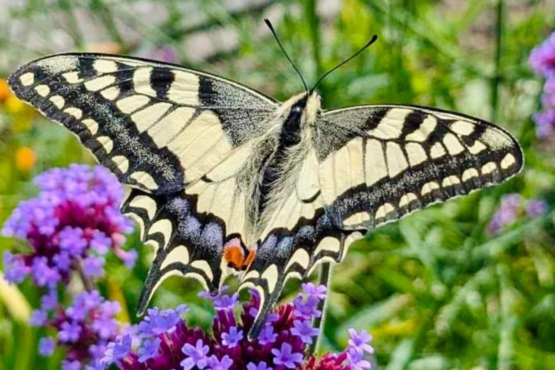 vlinder in bloementuin bij otg leerdam
