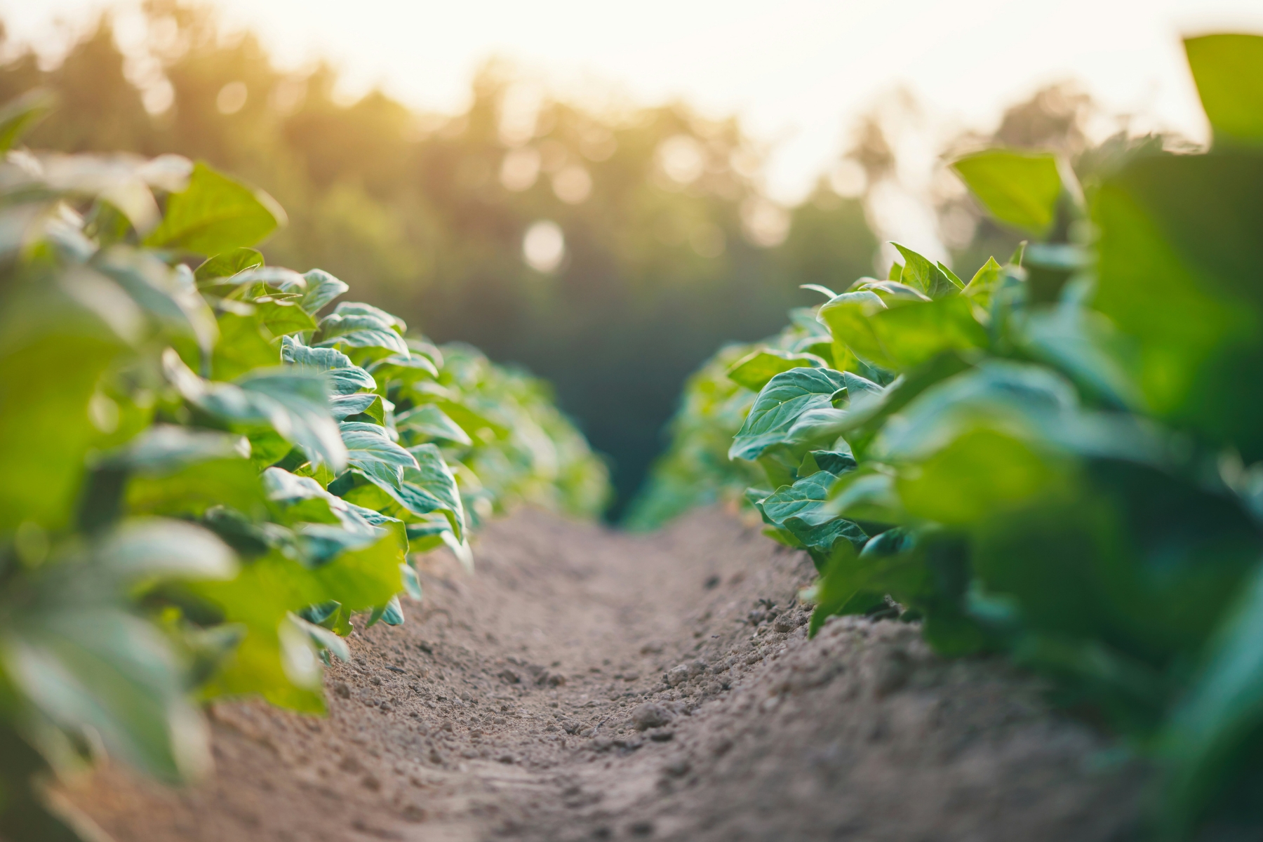 volkstuin bij otg leerdam