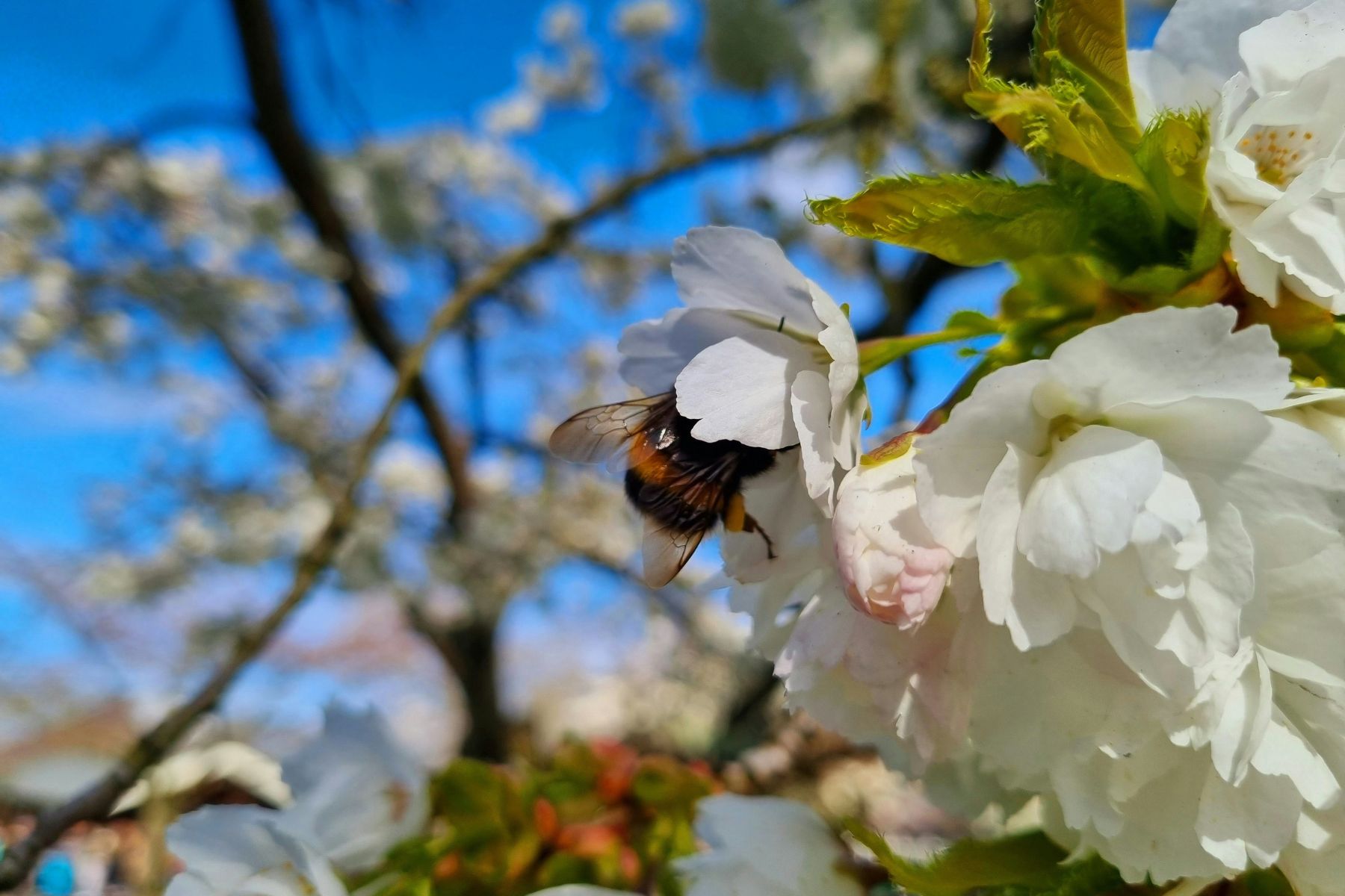 bloesem tuinieren volkstuin