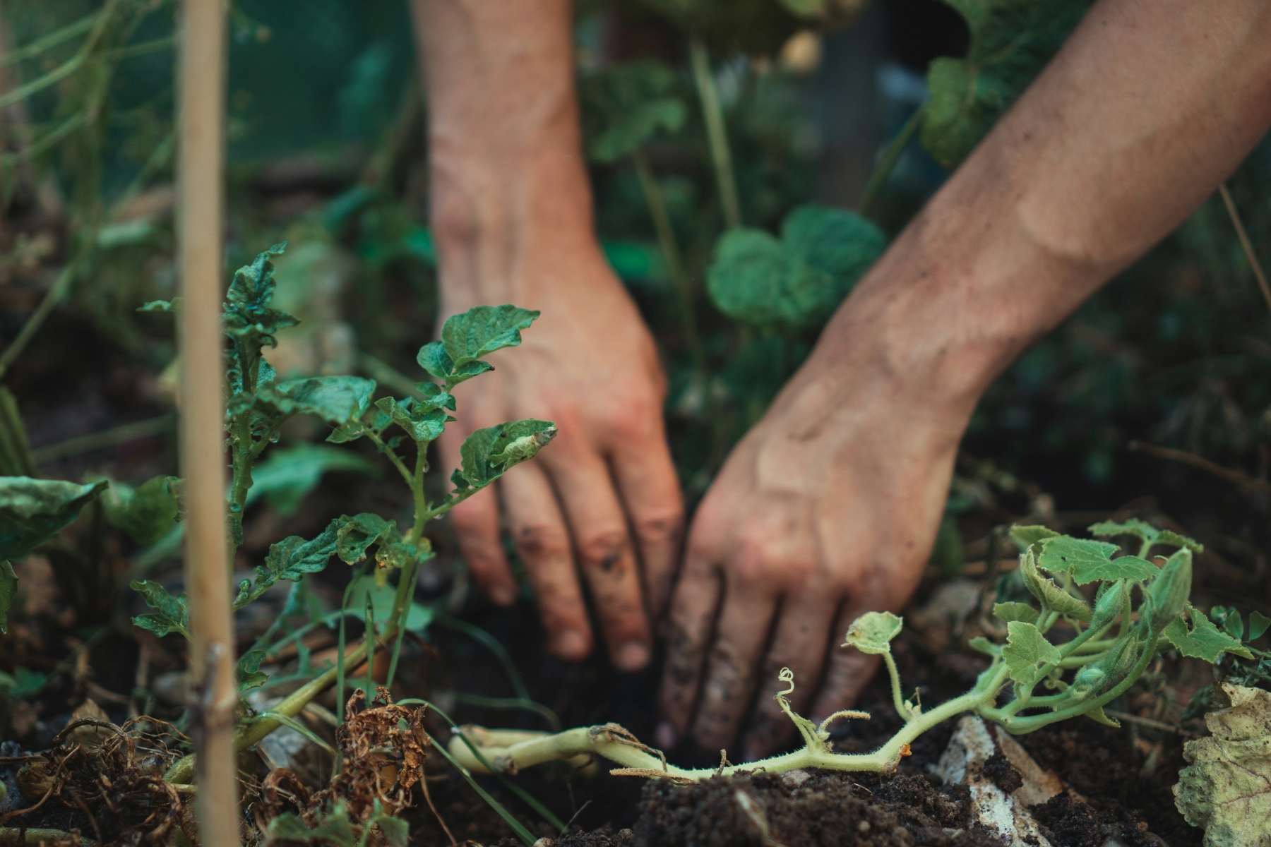 moestuin huren bij volktuinvereniging otg leerdam