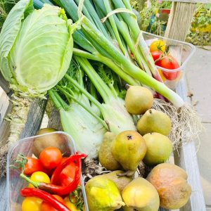 oogst tuin pachten volkstuinvereniging otg leerdam